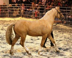 Dressurpferd Cynheidrefawr Dazzling Demetrius (Welsh-Cob (Sek. D), 2009, von Terackie Seren Serennu)