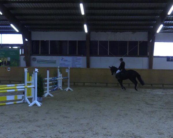 Reitturnier Steinheim 2021