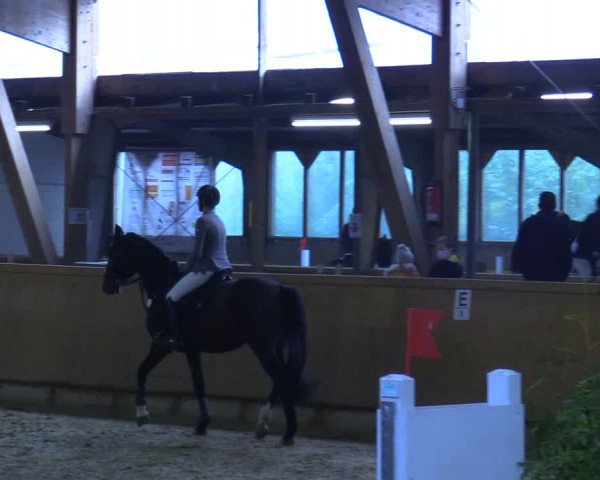 Reitturnier Steinheim 2021