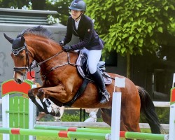 jumper Hobbit 27 (Trakehner, 2008, from Heops)