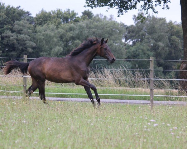 broodmare Be my Dreamgirl (Westphalian, 2023, from Be my Dancer)