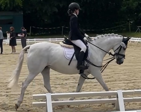 dressage horse She's the One (German Riding Pony, 2005, from Rainman)