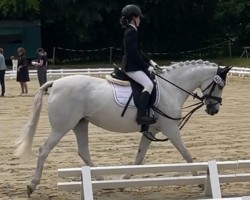 Dressurpferd She's the One (Deutsches Reitpony, 2005, von Rainman)