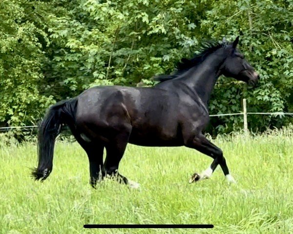 horse Jovinia (Hanoverian, 2021, from Jovian)