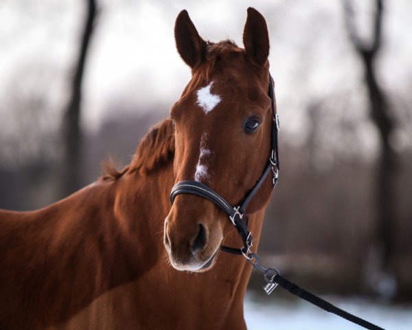 dressage horse DaVinci (Hanoverian, 2012, from Dauphin) dressage horse DaVinci (Hanoverian, 2012, from Dauphin)
