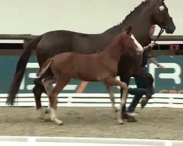 Video of Amber