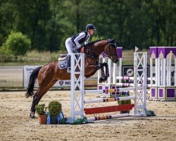 jumper Colombina 6 (Hanoverian, 2019, from Colman)