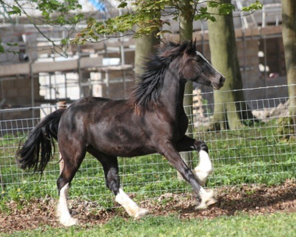 horse Rainhill Megan (Welsh-Cob (Sek. D), 2015, from Gwynfaes Culhwch)