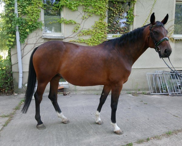 Zuchtstute Candy Girl (Deutsches Sportpferd, 2015, von Convoi)