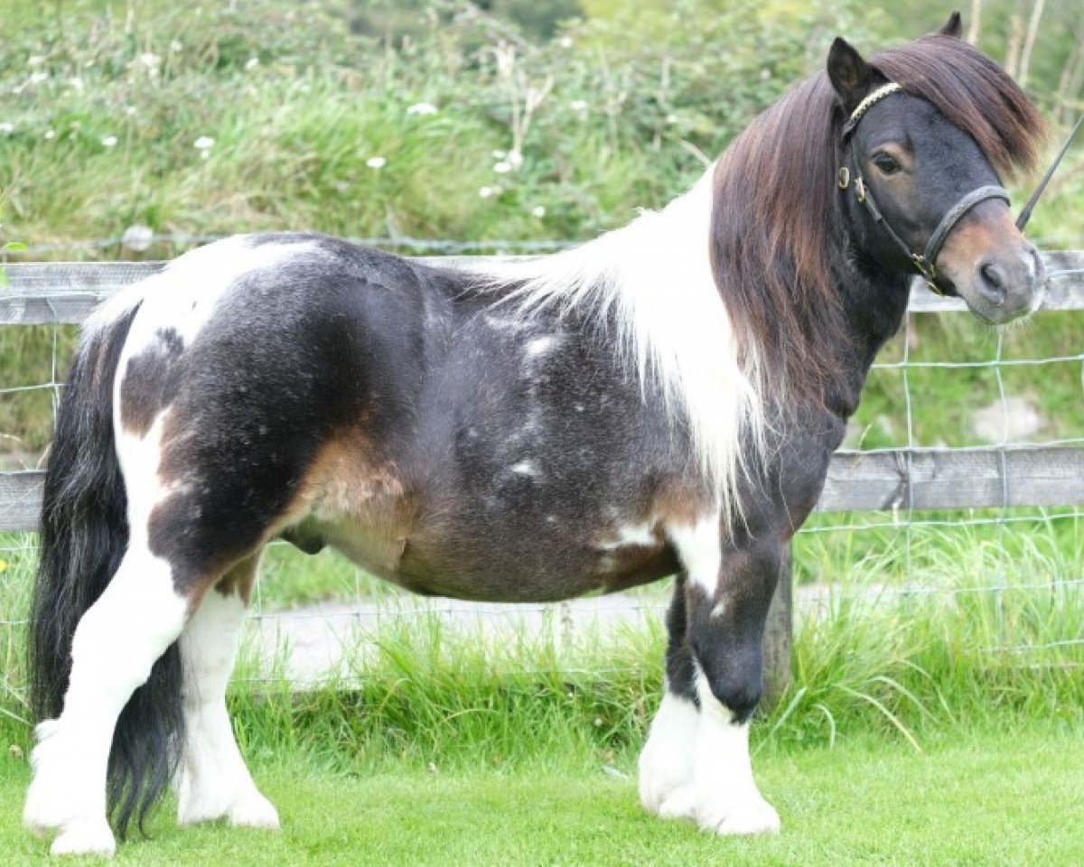 Deckhengst Halstock Grand Design (Shetland Pony (unter 87 cm), 2013, von Halstock X-Factor)