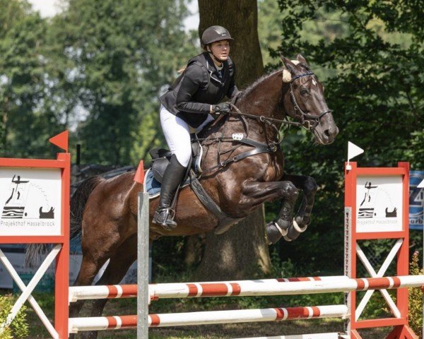 jumper Enrieko-Karla (KWPN (Royal Dutch Sporthorse), 2009, from Kreator xx)
