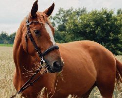 Pferd Gasparo 36 (Hannoveraner, 2016, von Galant de Semilly 2)