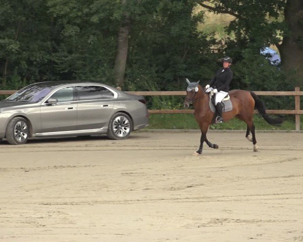 Reitturnier Scharnebeck 2024