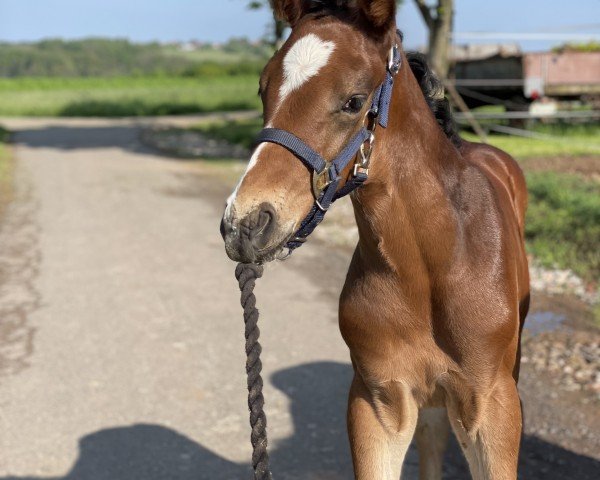 horse Taloubet's take one me (German Sport Horse, 2023, from Taloubet Z)