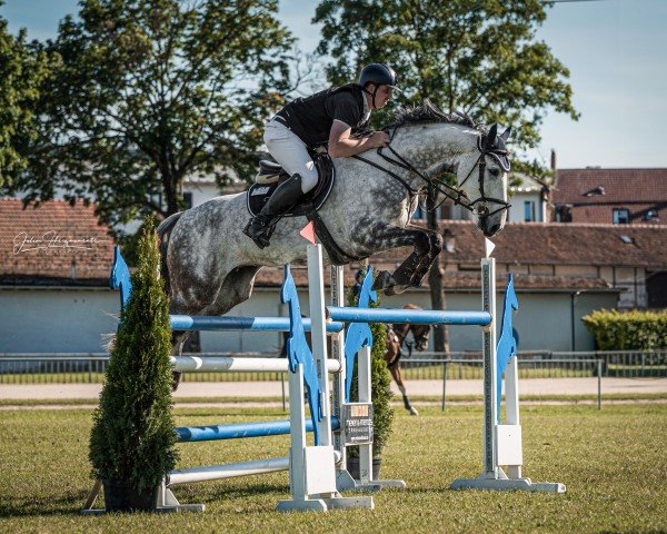 jumper Cautious Charlie (Holsteiner, 2015, from Clarcon)