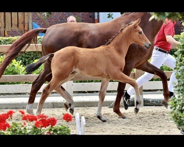 horse Burberry‘s Royal Flush K (Westphalian, 2024, from Baccardi’s Best)