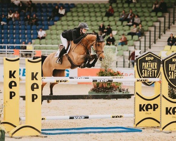 jumper Angel d' Or (Westphalian, 2012, from Askari)