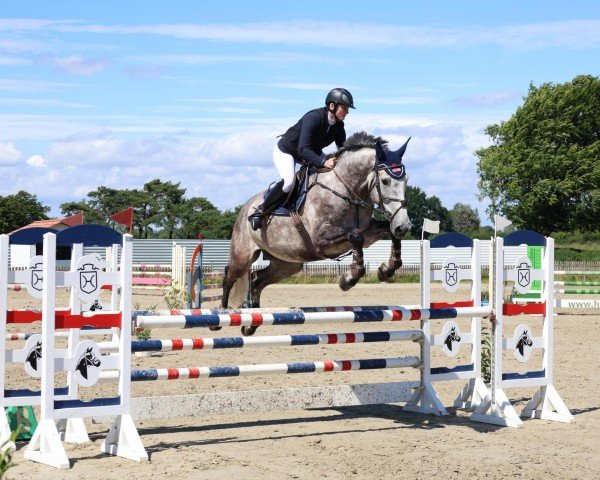 jumper Kintaro 4 (Holsteiner, 2018, from Kingsroad)