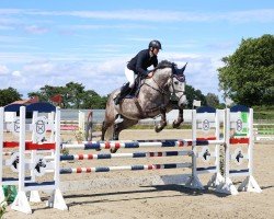 jumper Kintaro 4 (Holsteiner, 2018, from Kingsroad)