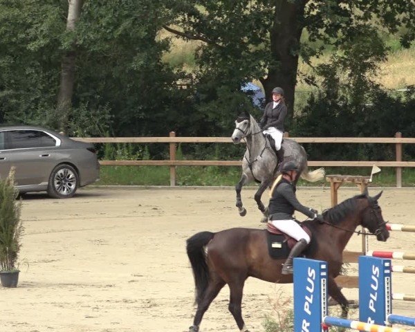 Reitturnier Scharnebeck 2024