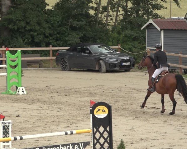 Reitturnier Scharnebeck 2024