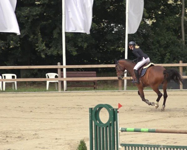 Reitturnier Scharnebeck 2024