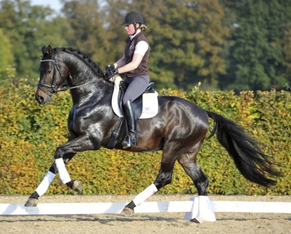 stallion Sir Easy (Trakehner, 2008, from Easy Game) stallion Sir Easy (Trakehner, 2008, from Easy Game)