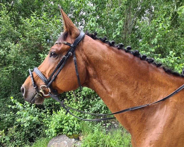 Springpferd Damigo CH (Schweizer Warmblut, 2015, von Diamant de Semilly)