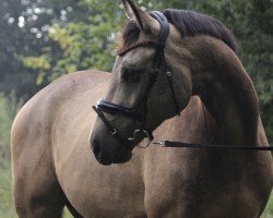 Pferd Qasido Gold (Westfale, 2019, von Qaside Md)