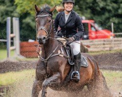 jumper Darcey 3 (Hanoverian, 2013, from Drombusch)