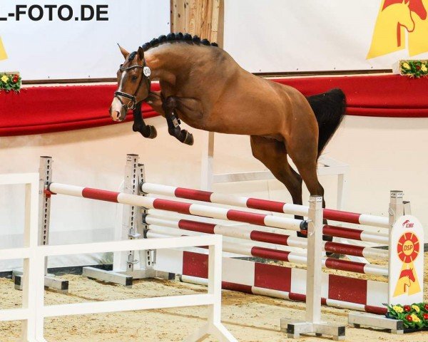 horse Hengst von Chacfly PS / Stalypso (German Sport Horse, 2021, from Chacfly PS)