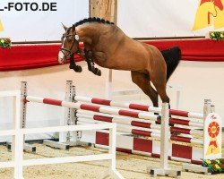 Pferd Hengst von Chacfly PS / Stalypso (Deutsches Sportpferd, 2021, von Chacfly PS)
