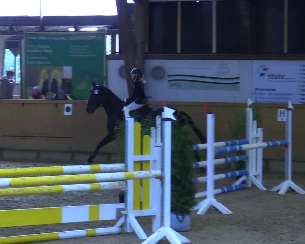 Reitturnier Steinheim 2021