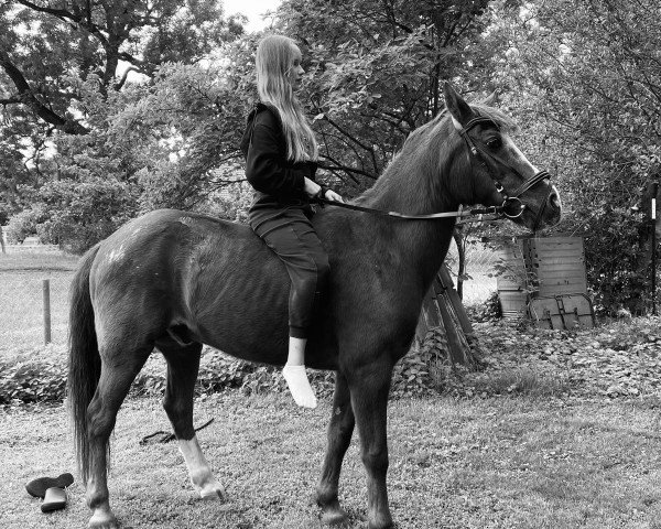 horse Delorian (Westphalian, 2001, from Davignon I)