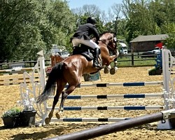 jumper Casiro Royal 4 (German Sport Horse, 2018, from Casiro I)