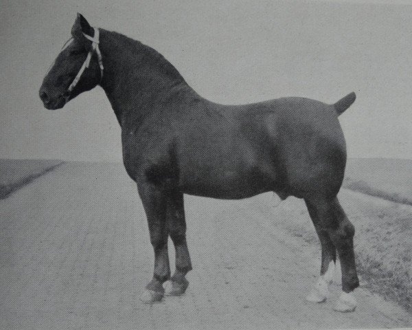 stallion Grundus 3532 (Oldenburg, 1933, from Grundstein 3475) stallion Grundus 3532 (Oldenburg, 1933, from Grundstein 3475)