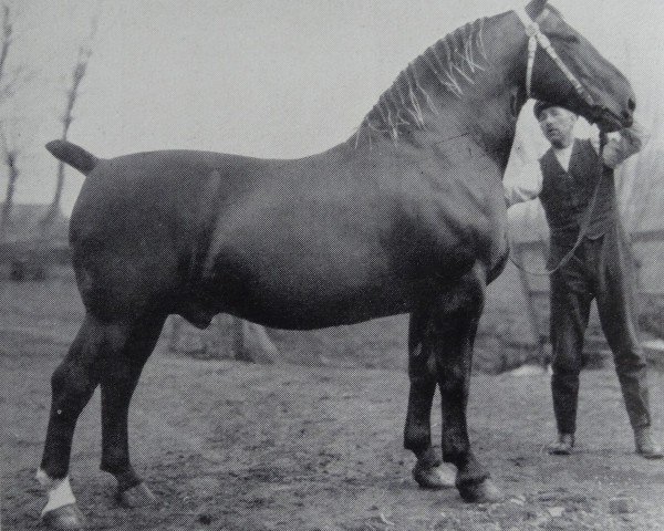 Deckhengst Blanko 3357 (Oldenburger, 1920, von Block 2585)