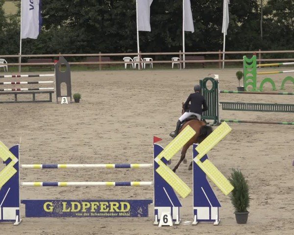 Reitturnier Scharnebeck 2024