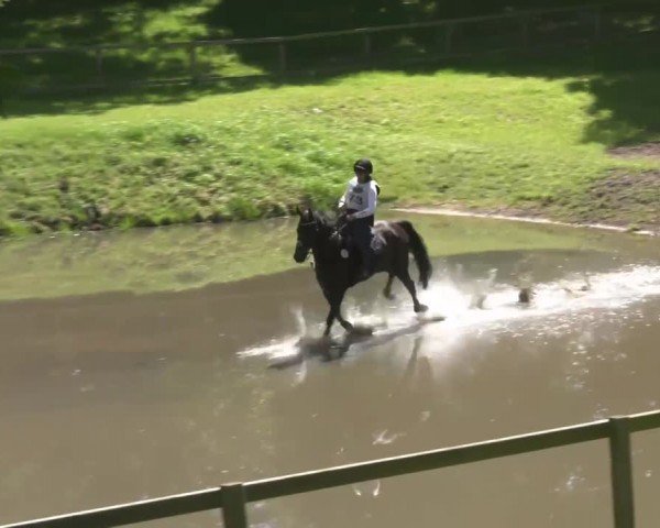 Reitturnier Luhmühlen 2024