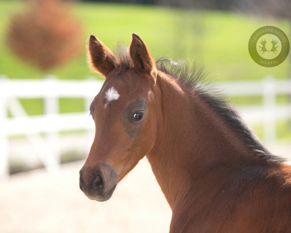 stallion Immergrün (Trakehner, 2024, from Prestige Kalone AA)