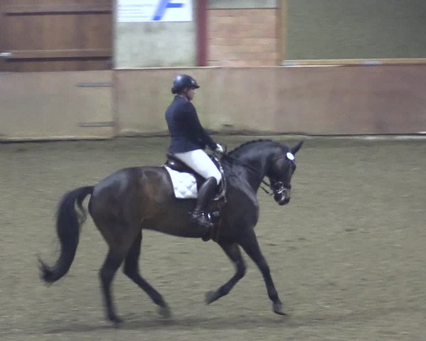 Reitturnier Herzebrock-Rheda 2021