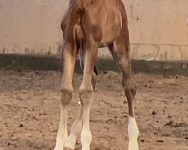 horse Freudenherz (Hanoverian, 2024, from Franco Nero)