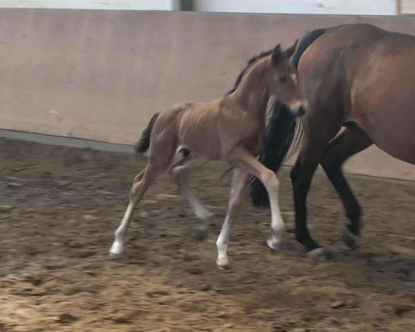 horse Franco Leone (Hanoverian, 2022, from Franco Nero)