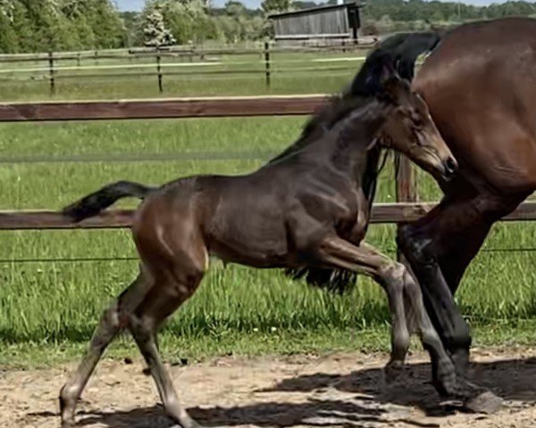 broodmare Donna Amandari (Hanoverian, 2021, from Despacito)