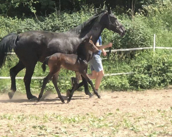 broodmare Levana (Westphalian, 2003, from Levados)