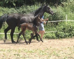 broodmare Levana (Westphalian, 2003, from Levados)