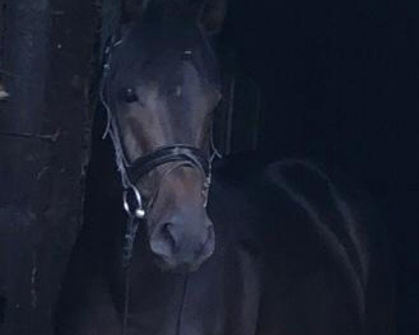horse Vivados (Oldenburg, 2020, from Vivaldos)