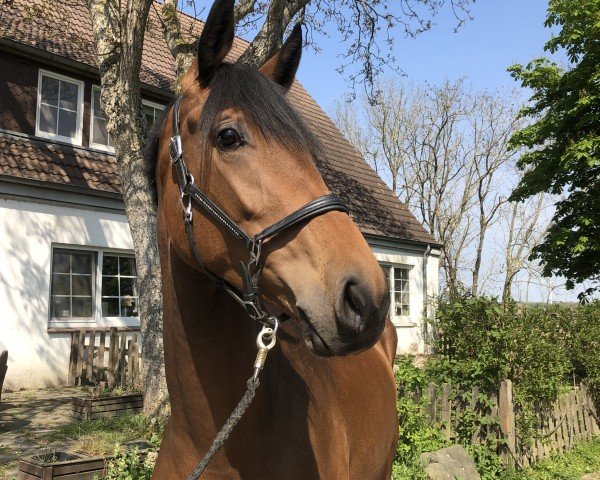 broodmare La Vaiviani (Westphalian, 2019, from Valverde NRW)