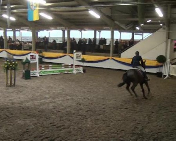 Reitturnier Vreden 2013