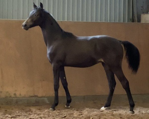 Deckhengst Buchenhof’s Cash Dance (Westfale, 2023, von Cashcode)